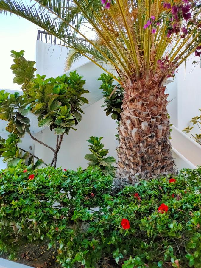 Flor De Cactus Apartment Costa Teguise Exterior photo